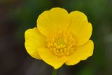 Ranunculus oreophilus