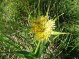 Tragopogon turkestanicus