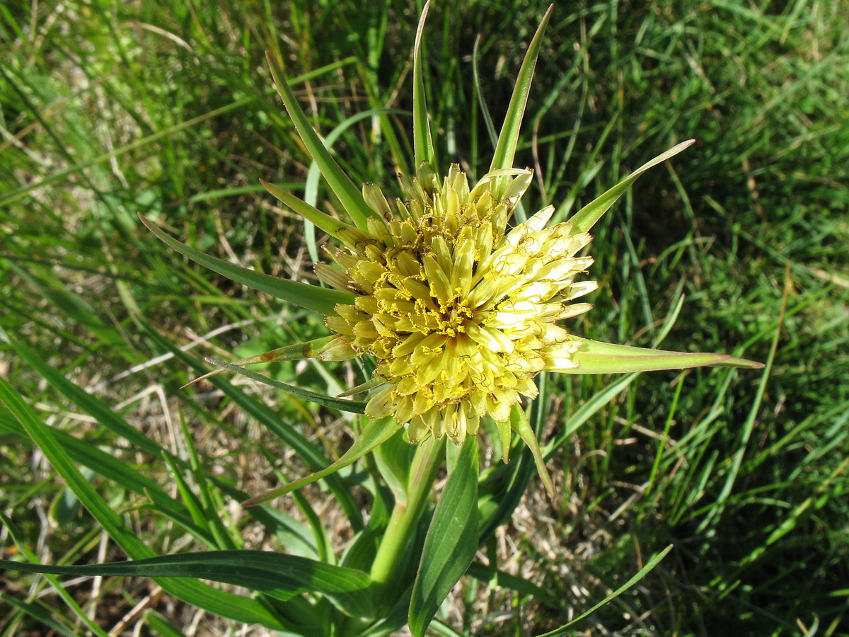 Image of Tragopogon turkestanicus specimen.