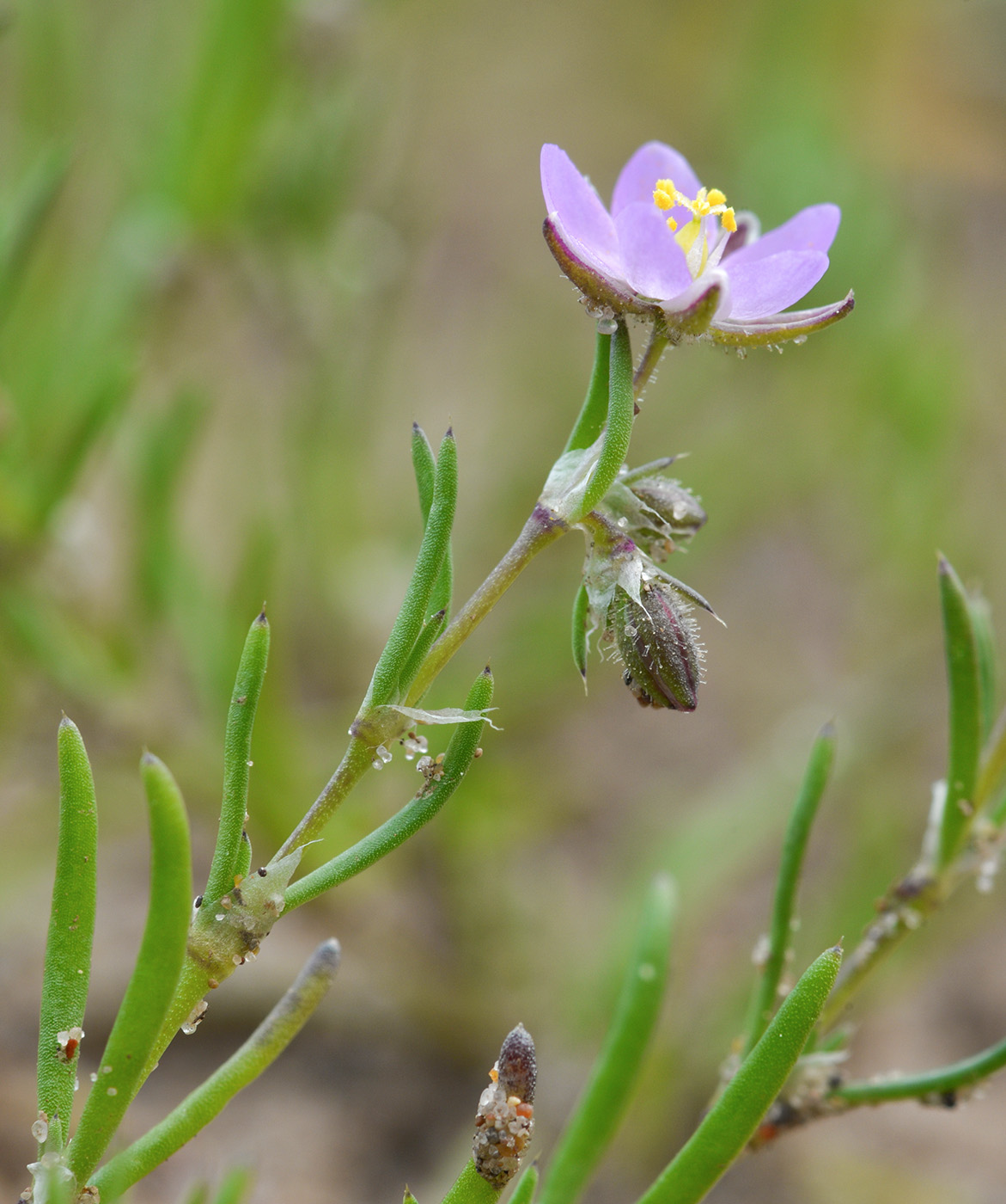 Image of Spergularia rubra specimen.