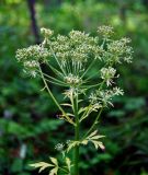 Pleurospermum uralense