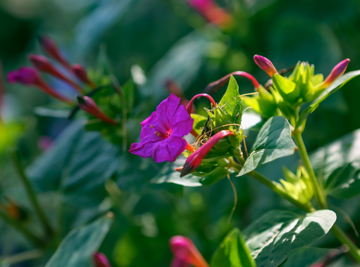 Изображение особи Mirabilis jalapa.