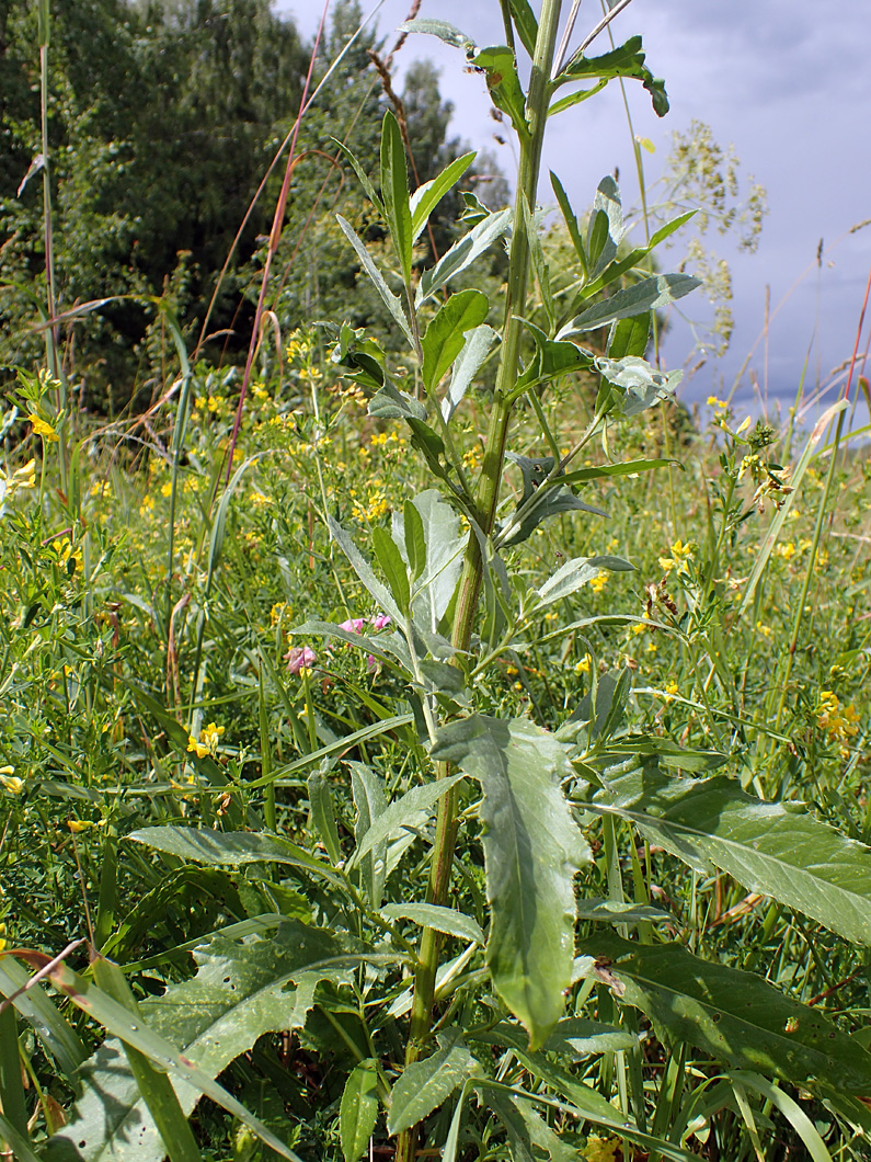 Image of Cirsium setosum specimen.