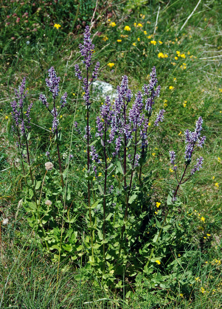 Image of Nepeta nuda specimen.