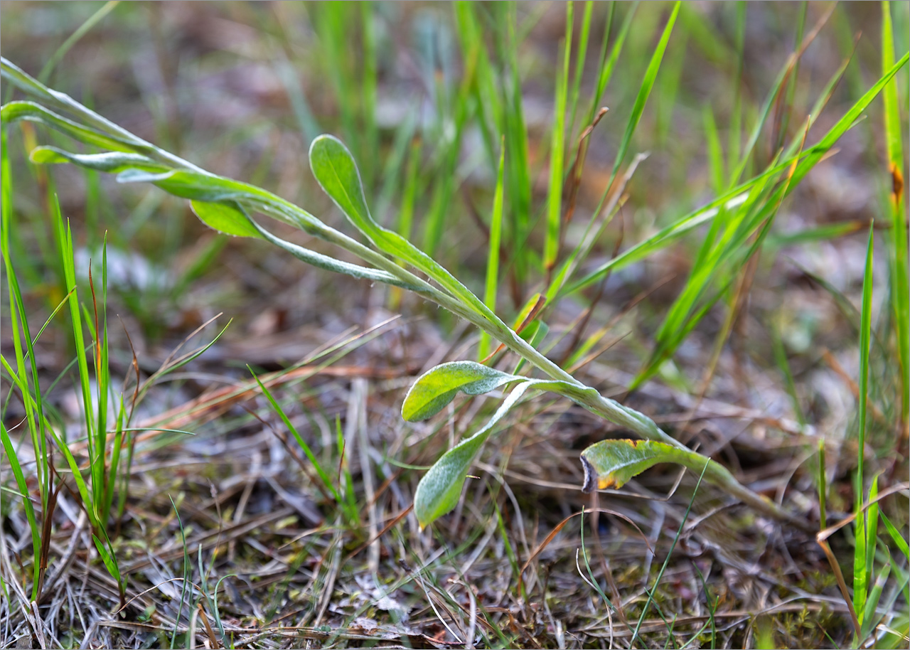 Изображение особи Helichrysum arenarium.