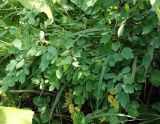 genus Thalictrum. Листья. Сахалинская обл., Невельский р-н, на склоне при подъеме к водопаду Салют. 14.08.2019.