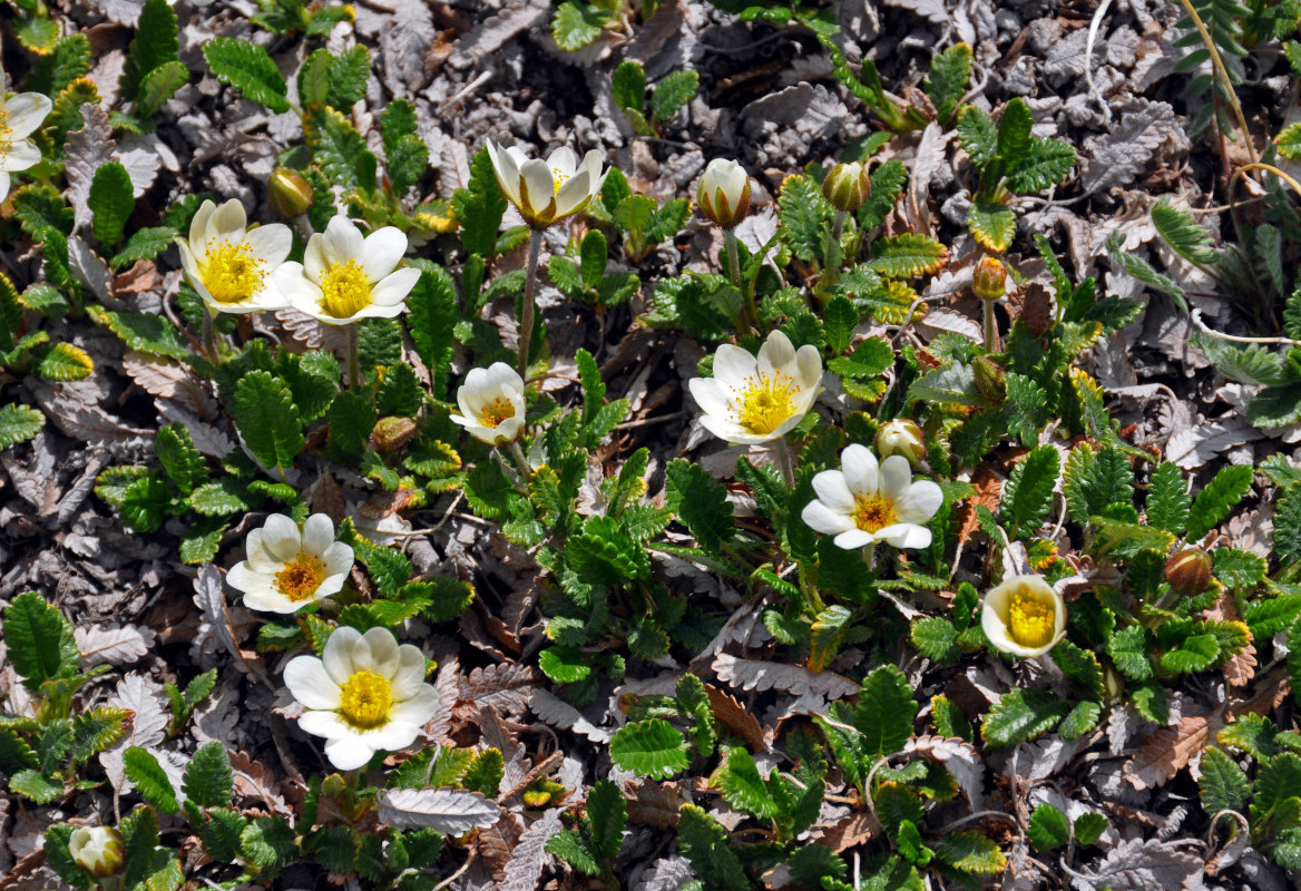 Изображение особи Dryas oxyodonta.