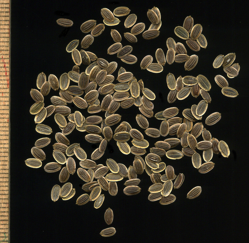 Image of Anethum graveolens specimen.