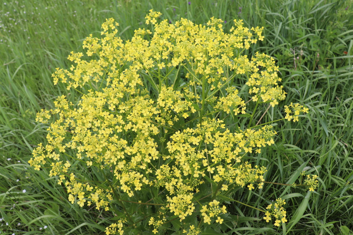 Image of Bunias orientalis specimen.