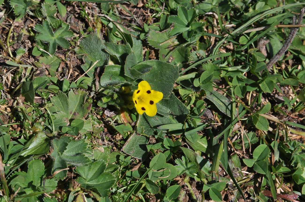 Image of Huynhia pulchra specimen.