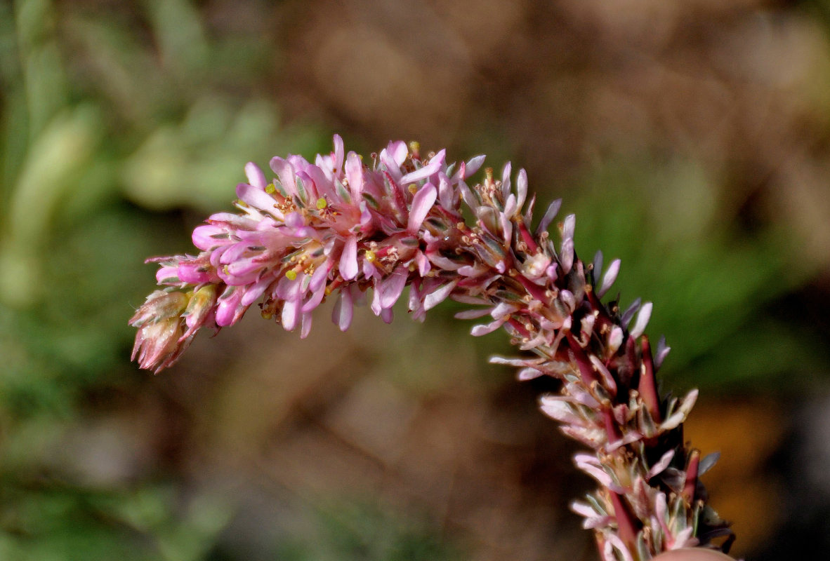 Изображение особи Myricaria bracteata.