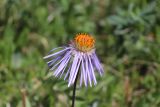 Erigeron flaccidus. Верхушка цветущего растения. Республика Алтай, Усть-Коксинский р-н, долина р. Мульта, склон горы Михайловка, ≈ 2300 м н.у.м., альпийский луг. 08.07.2019.