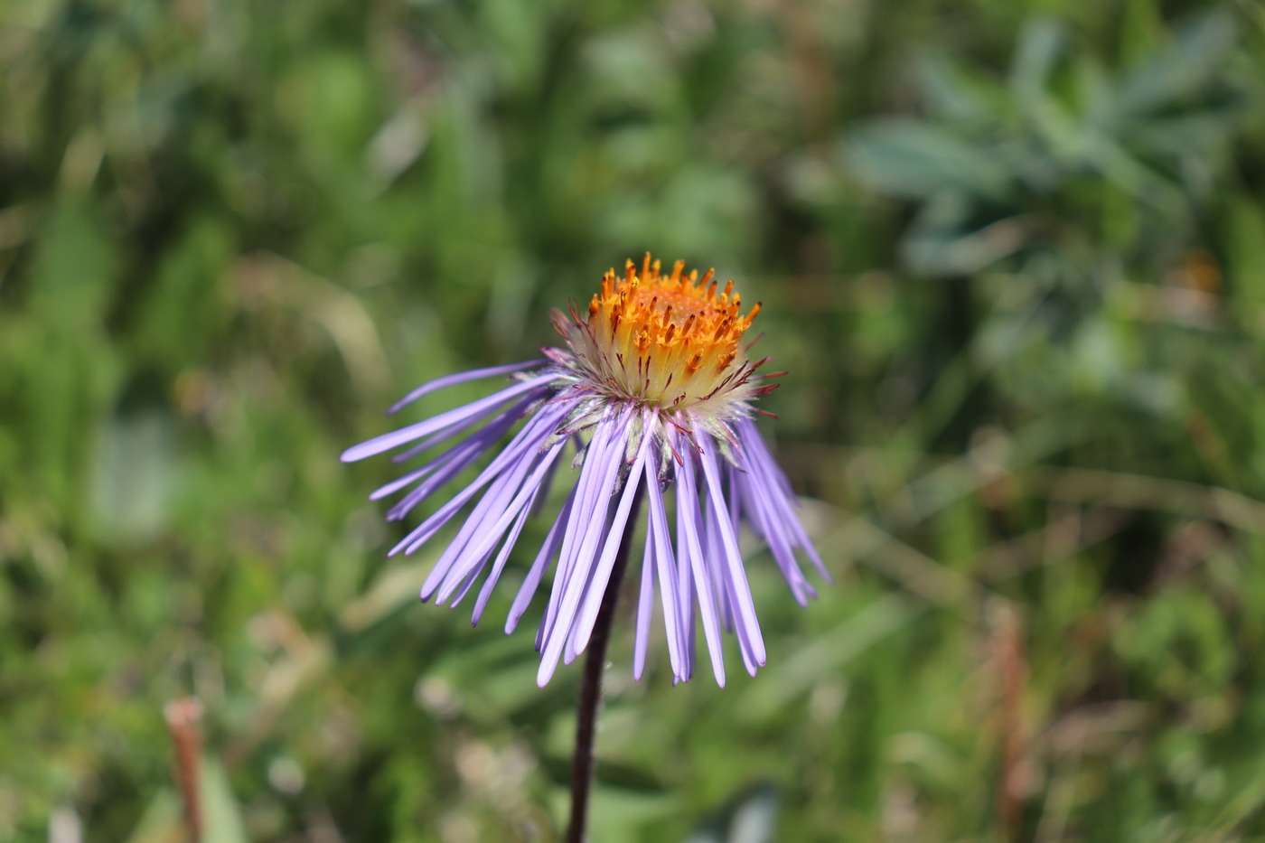 Изображение особи Erigeron flaccidus.