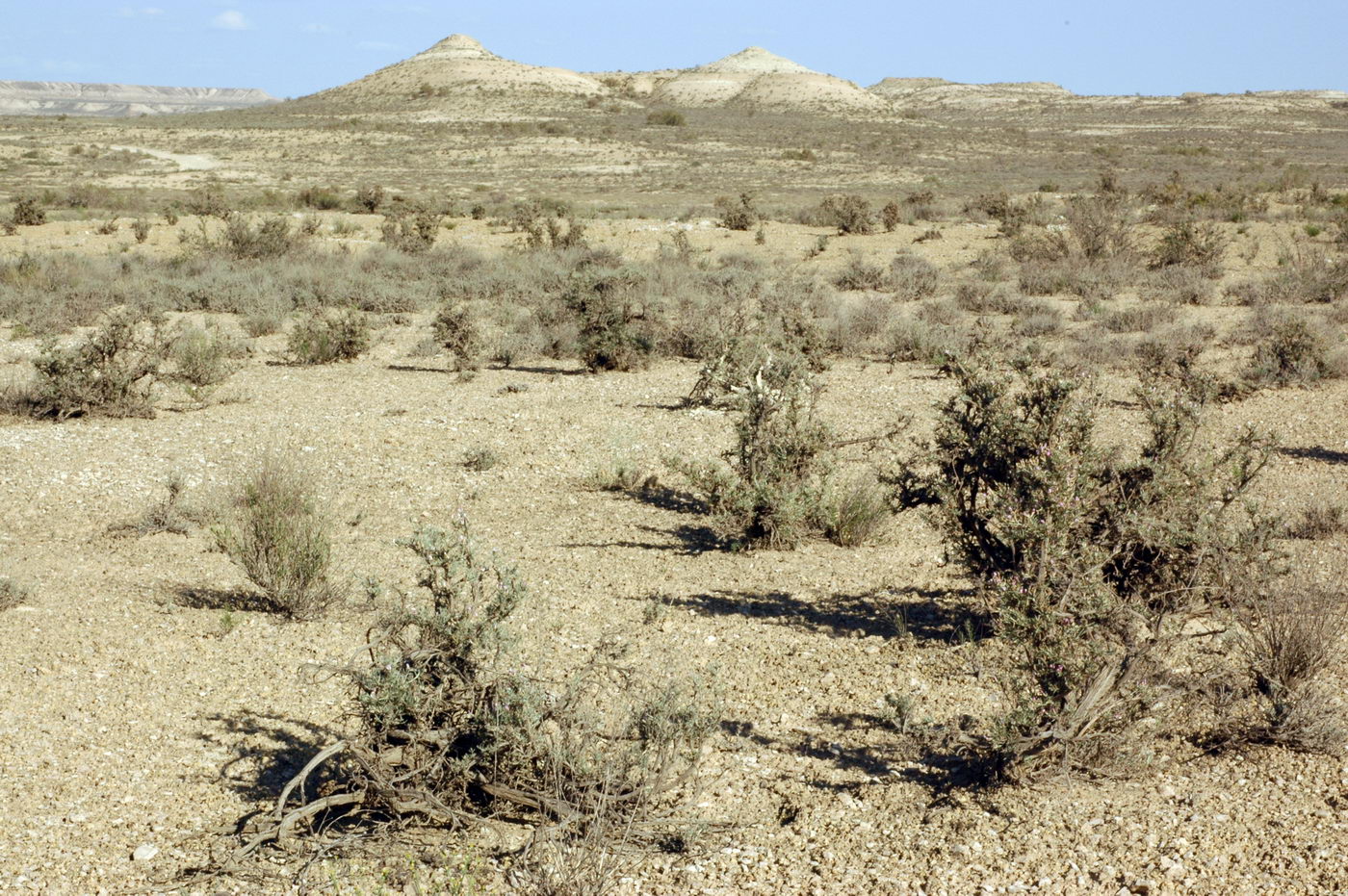 Изображение особи Astragalus turcomanicus.