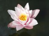 Nymphaea × marliacea