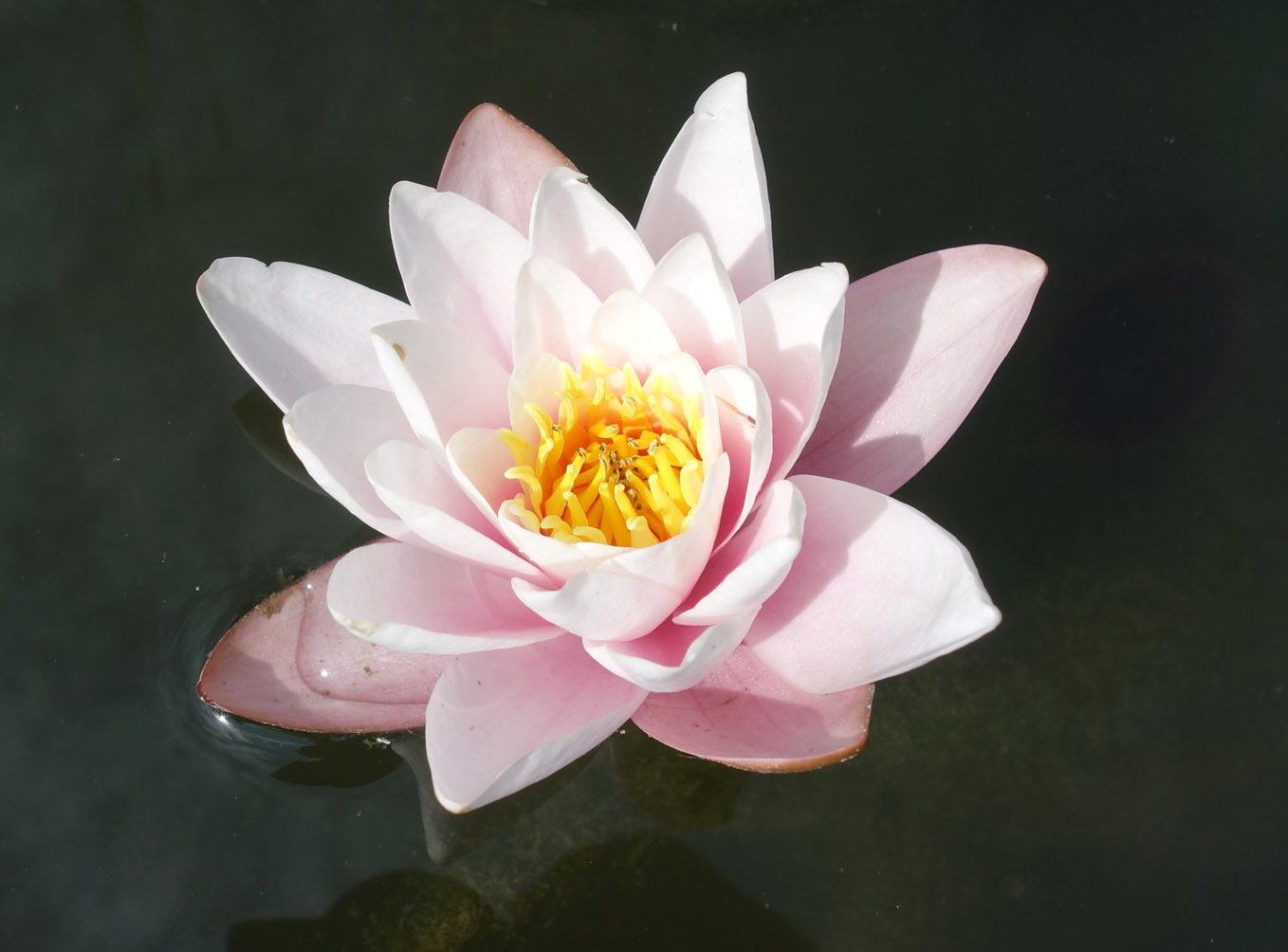 Image of Nymphaea &times; marliacea specimen.