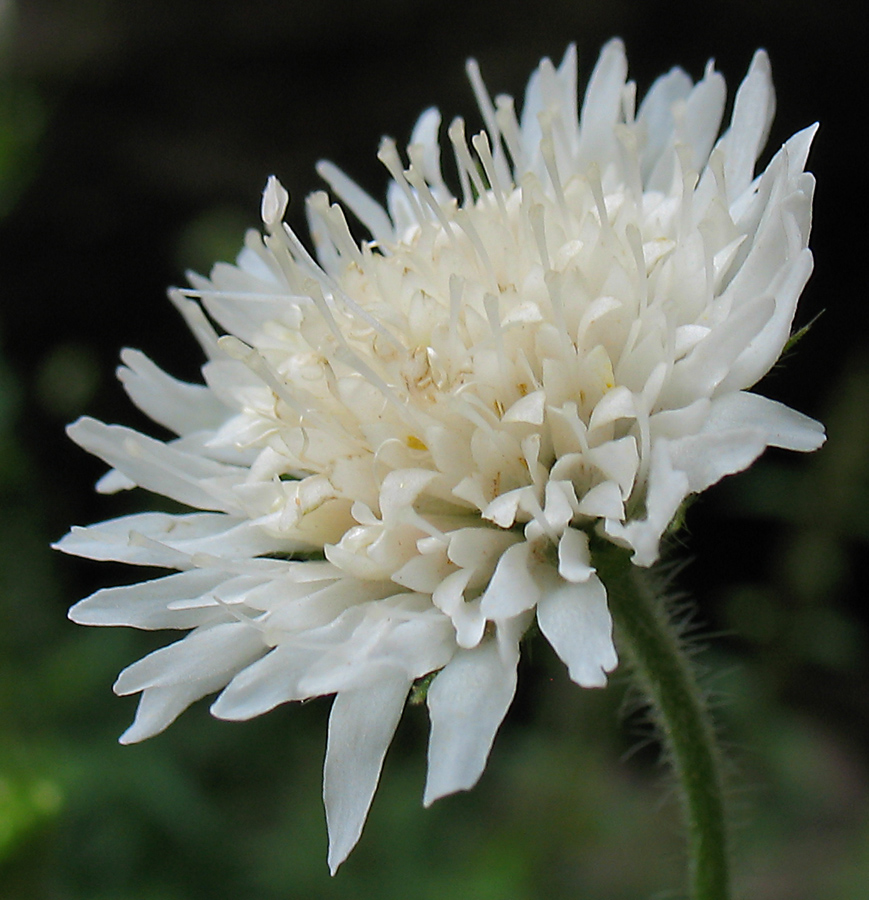 Image of Knautia tatarica specimen.