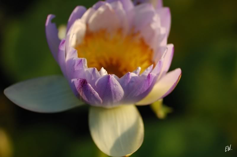 Image of genus Nymphaea specimen.