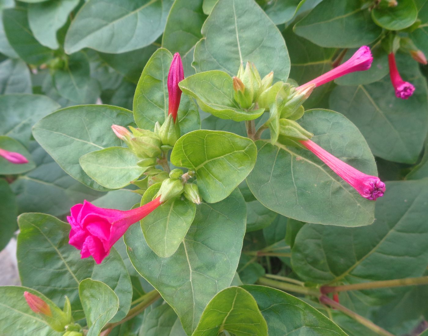 Изображение особи Mirabilis jalapa.