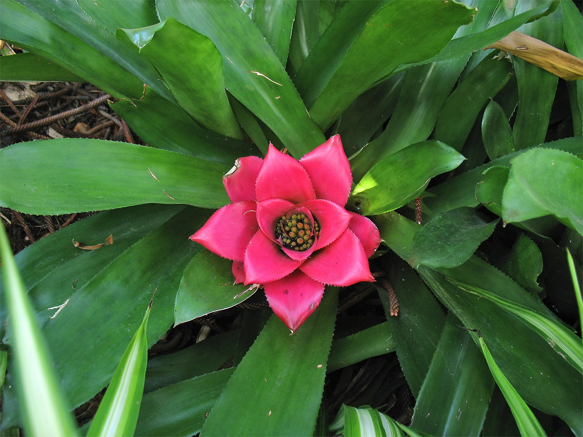 Image of Nidularium longiflorum specimen.