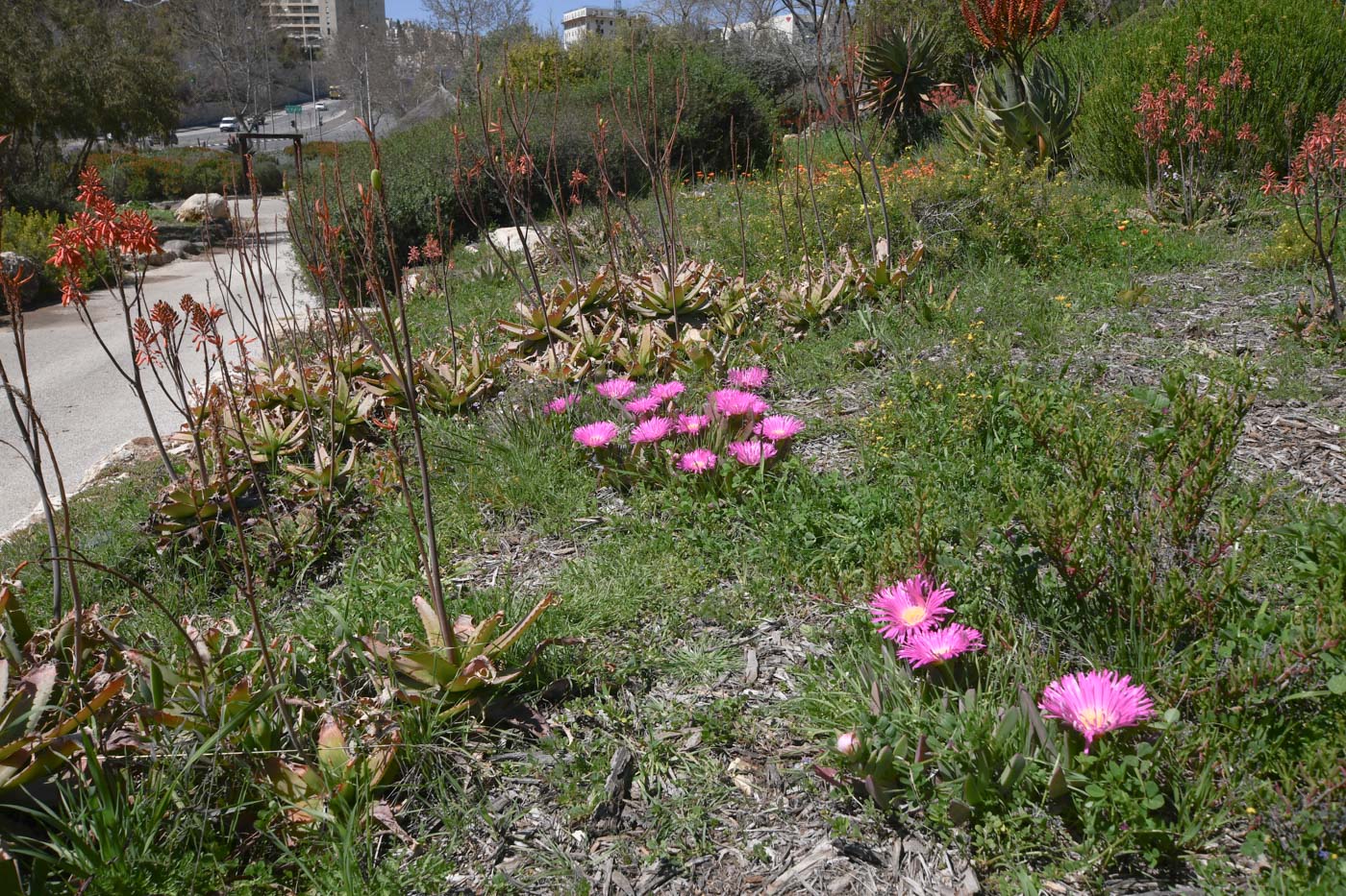 Изображение особи Carpobrotus quadrifidus.