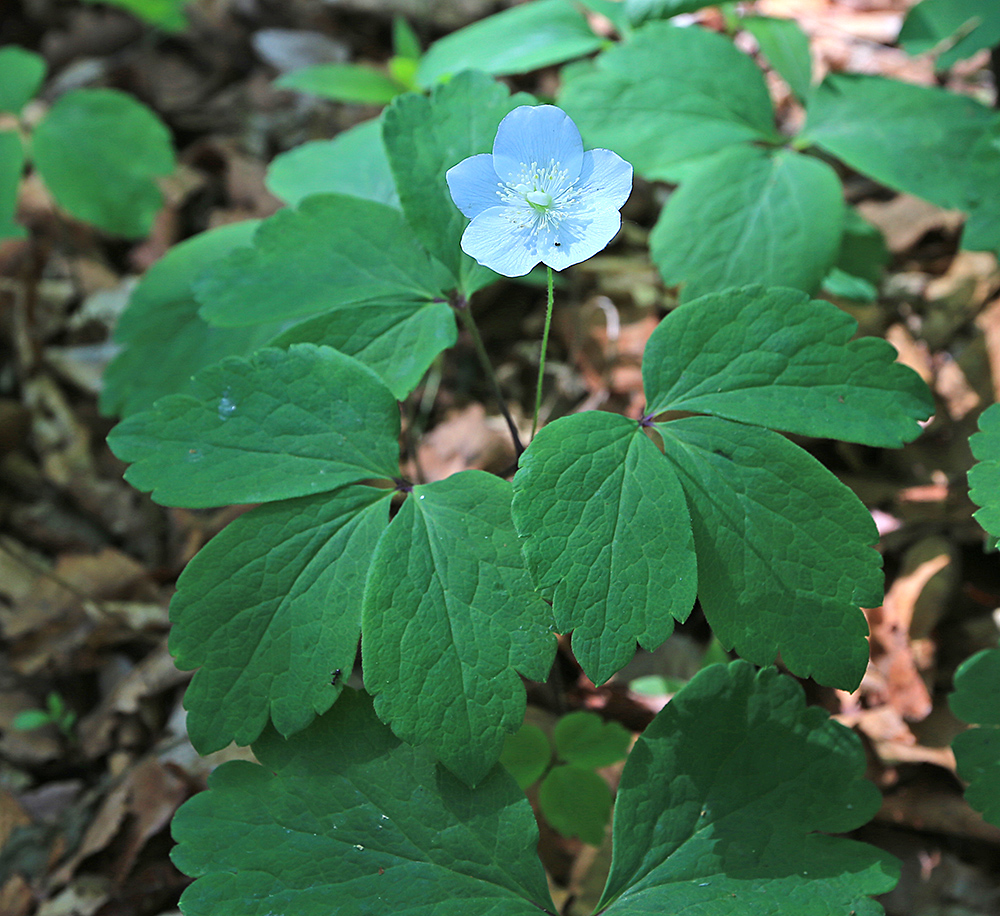 Изображение особи Anemone udensis.