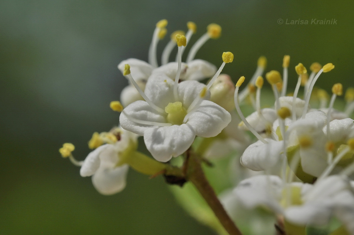 Image of Viburnum burejaeticum specimen.