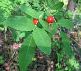 Rosa cinnamomea