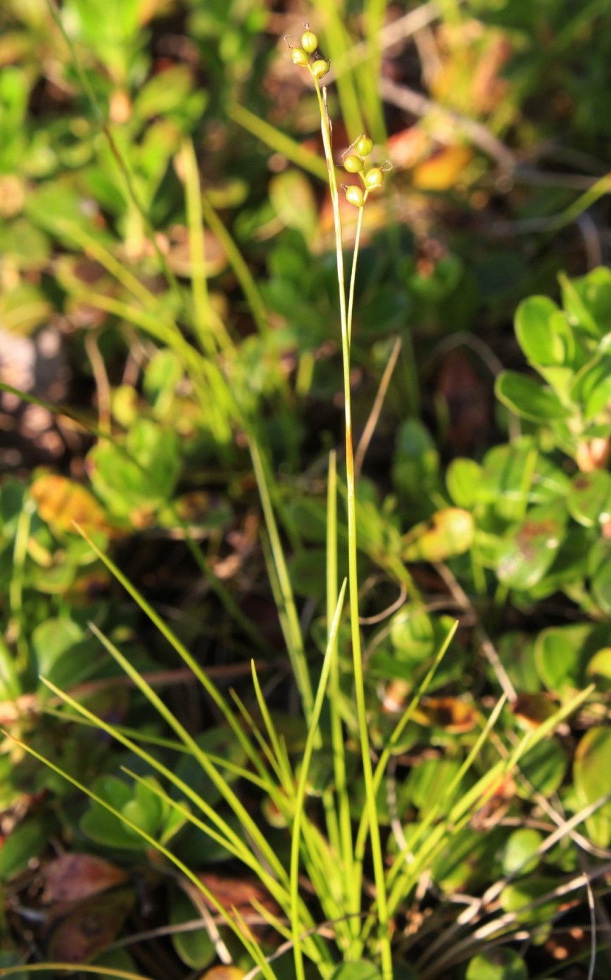 Image of Carex alba specimen.