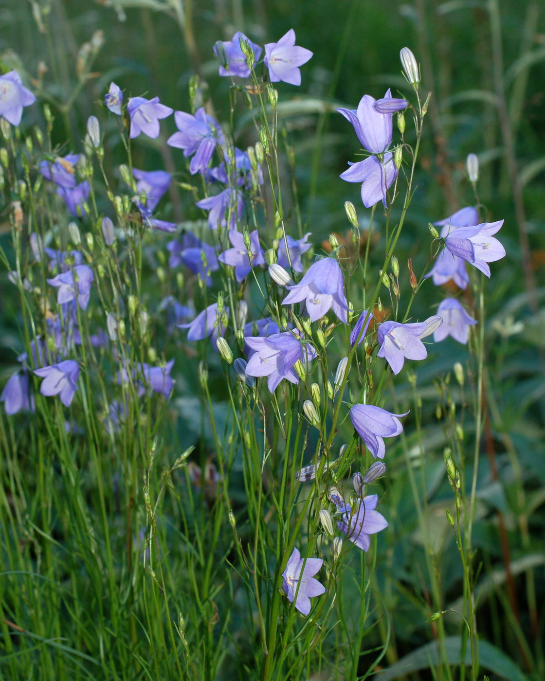 Изображение особи Campanula rotundifolia.