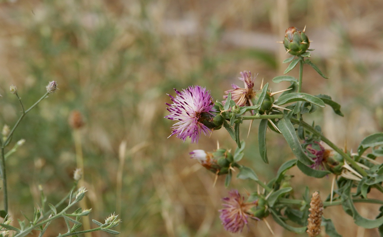 Image of Centaurea iberica specimen.