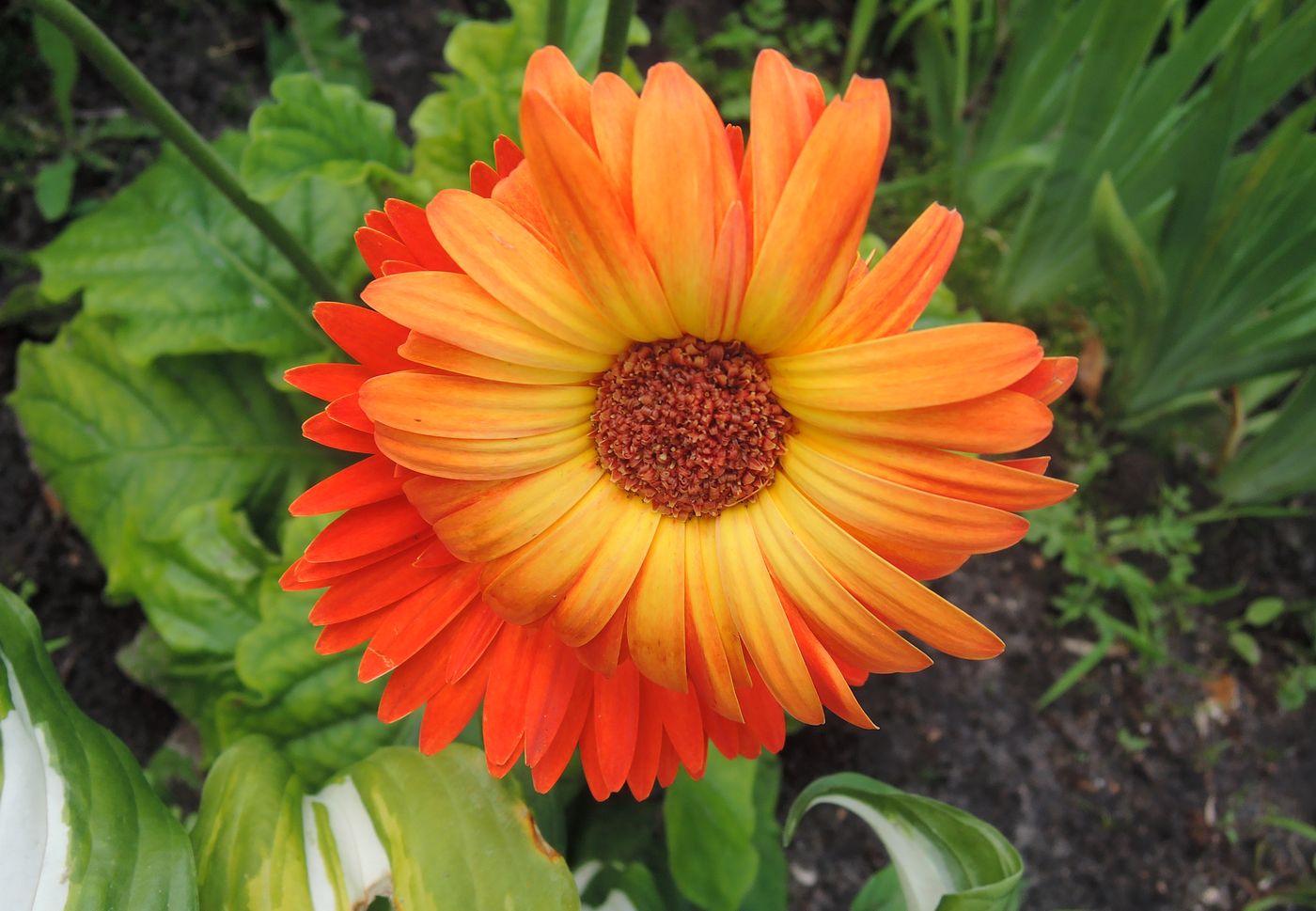 Image of Gerbera jamesonii specimen.