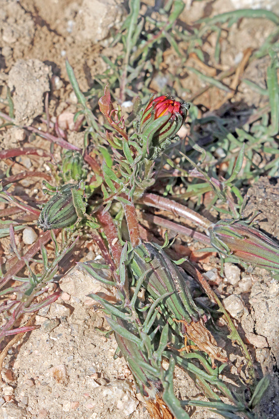 Изображение особи Taraxacum pseudominutilobum.