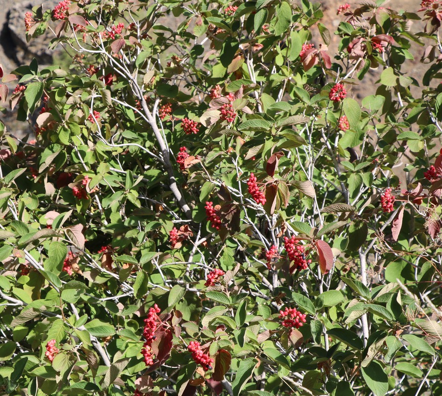 Изображение особи Viburnum lantana.