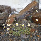 Pyrethrum glanduliferum