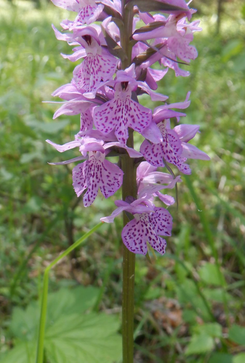 Image of Dactylorhiza fuchsii specimen.