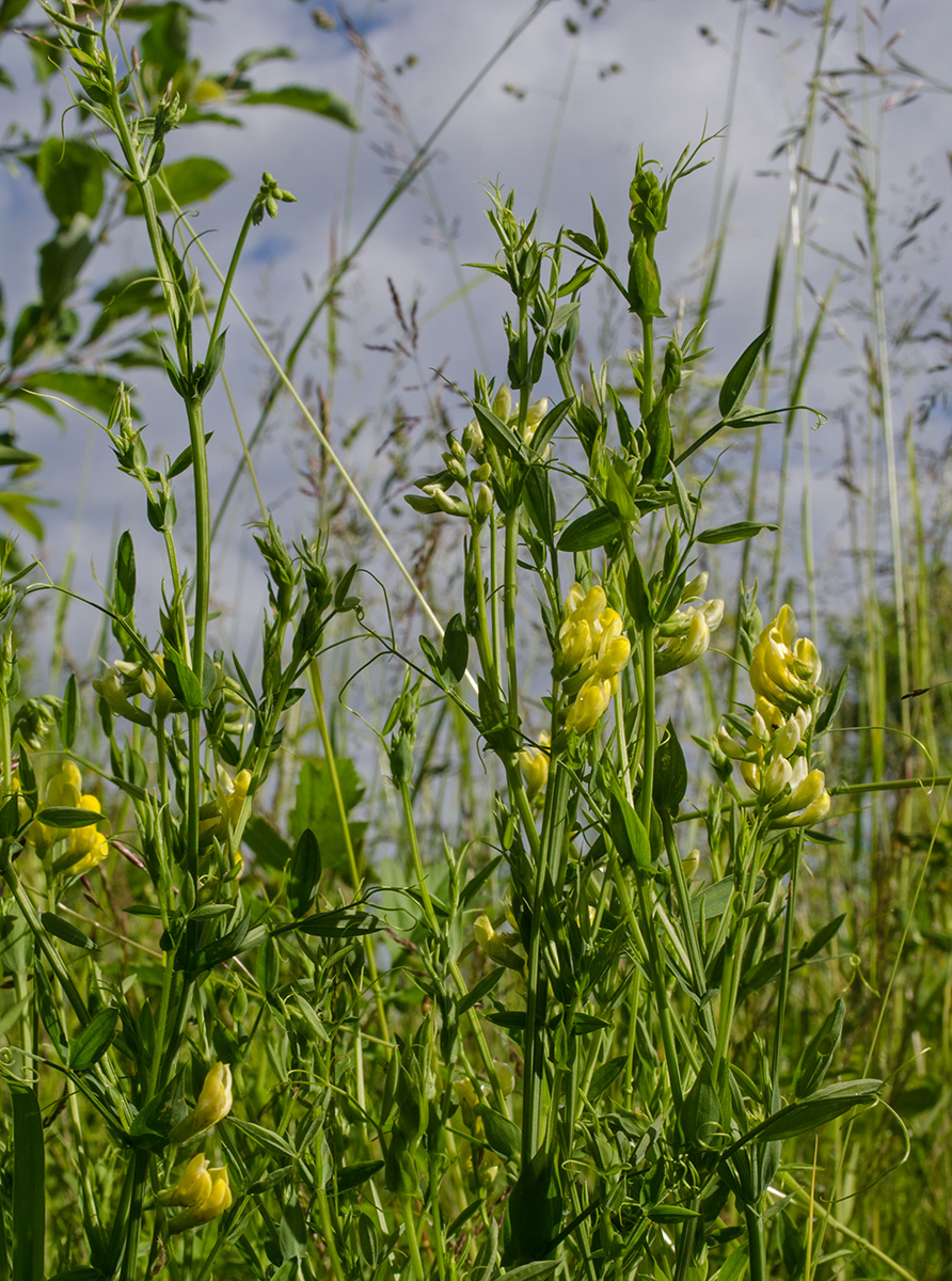 Image of Lathyrus pratensis specimen.