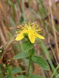 Hypericum maculatum