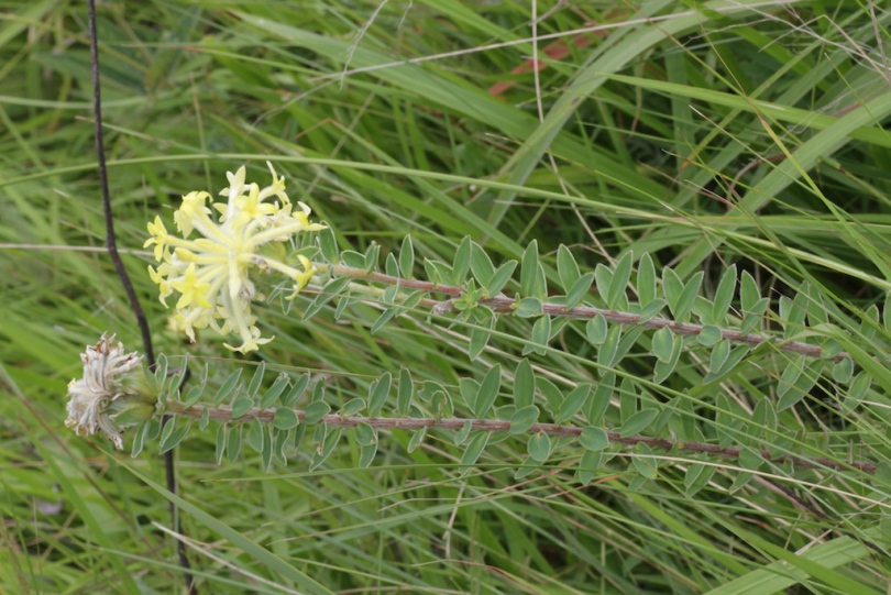 Изображение особи Gnidia anthylloides.