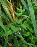 Scutellaria galericulata. Верхушка побега с соцветием. Челябинская обл., Карабашский гор. округ, окр. пос. Сактаево, берег р. Миасс, заросли тростника. 26.07.2020.