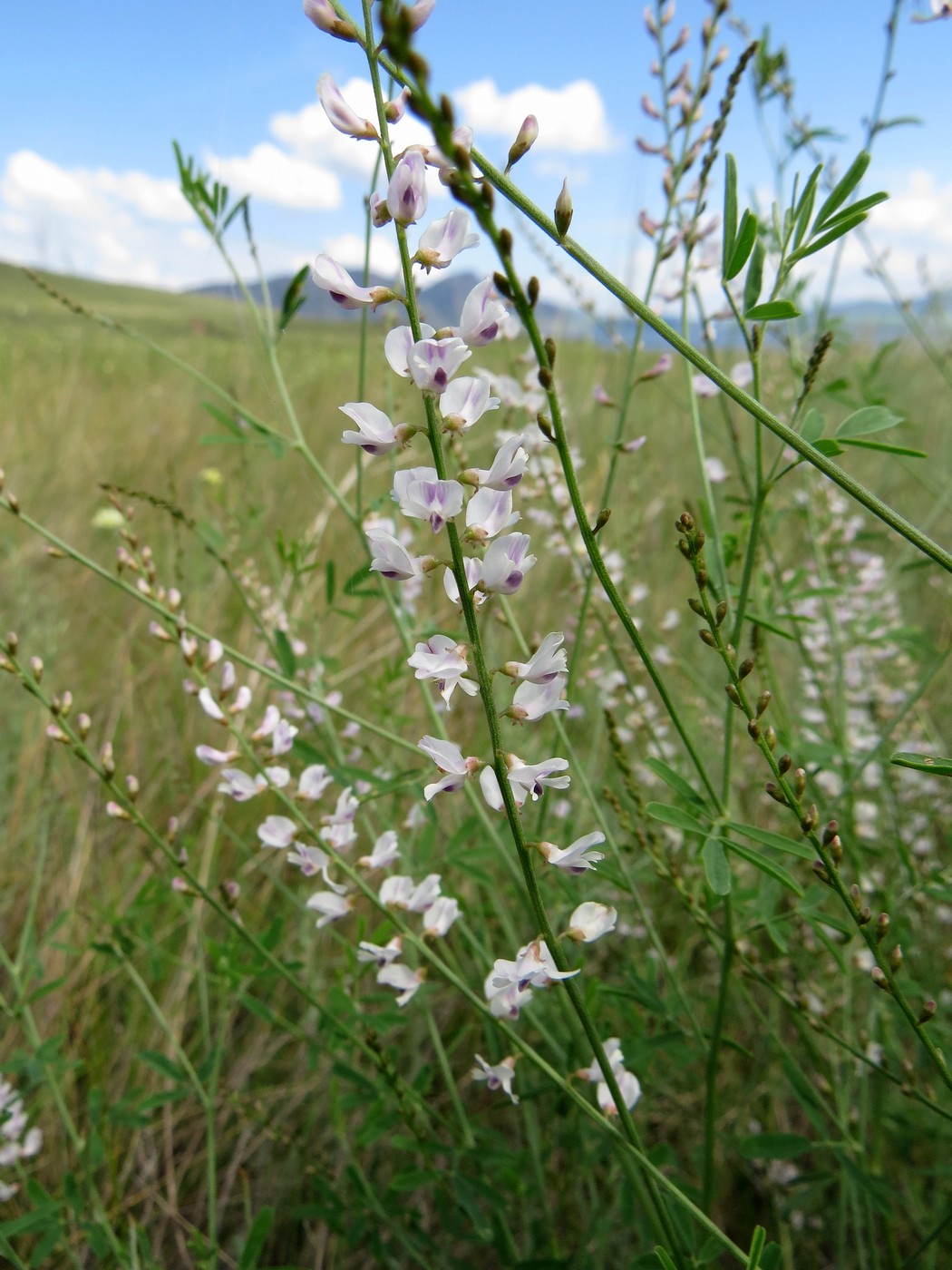 Image of Astragalus melilotoides specimen.