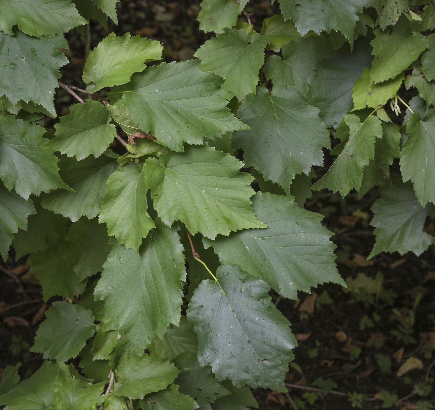 Image of Corylus colurna specimen.