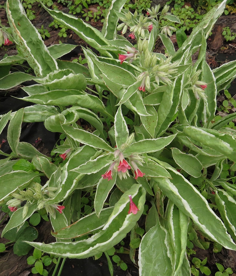 Изображение особи Pulmonaria rubra.