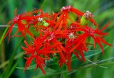 Lychnis wilfordii. Соцветие. Приморский край, Ольгинский р-н, 6 км Ю-В с. Милоградово, бух. Красная Скала. 12.08.2009.