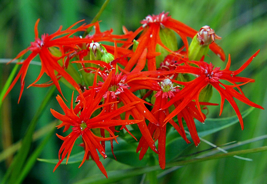 Изображение особи Lychnis wilfordii.