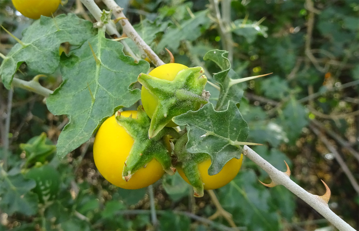 Изображение особи Solanum arundo.