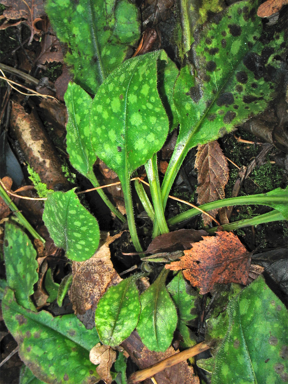 Изображение особи Pulmonaria saccharata.