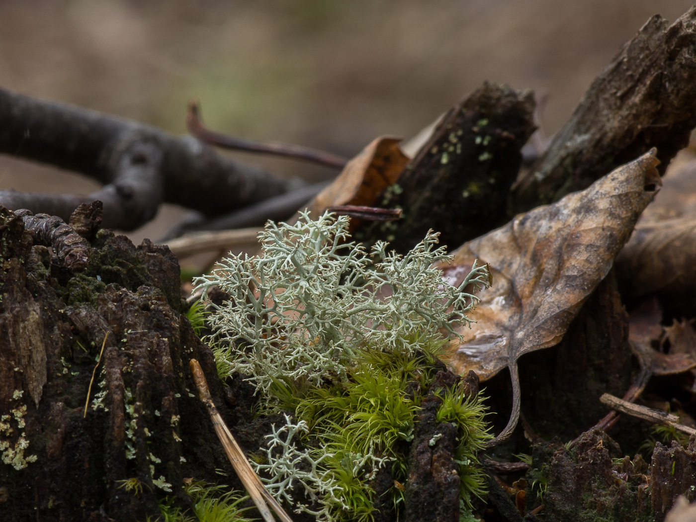 Изображение особи Cladonia arbuscula.