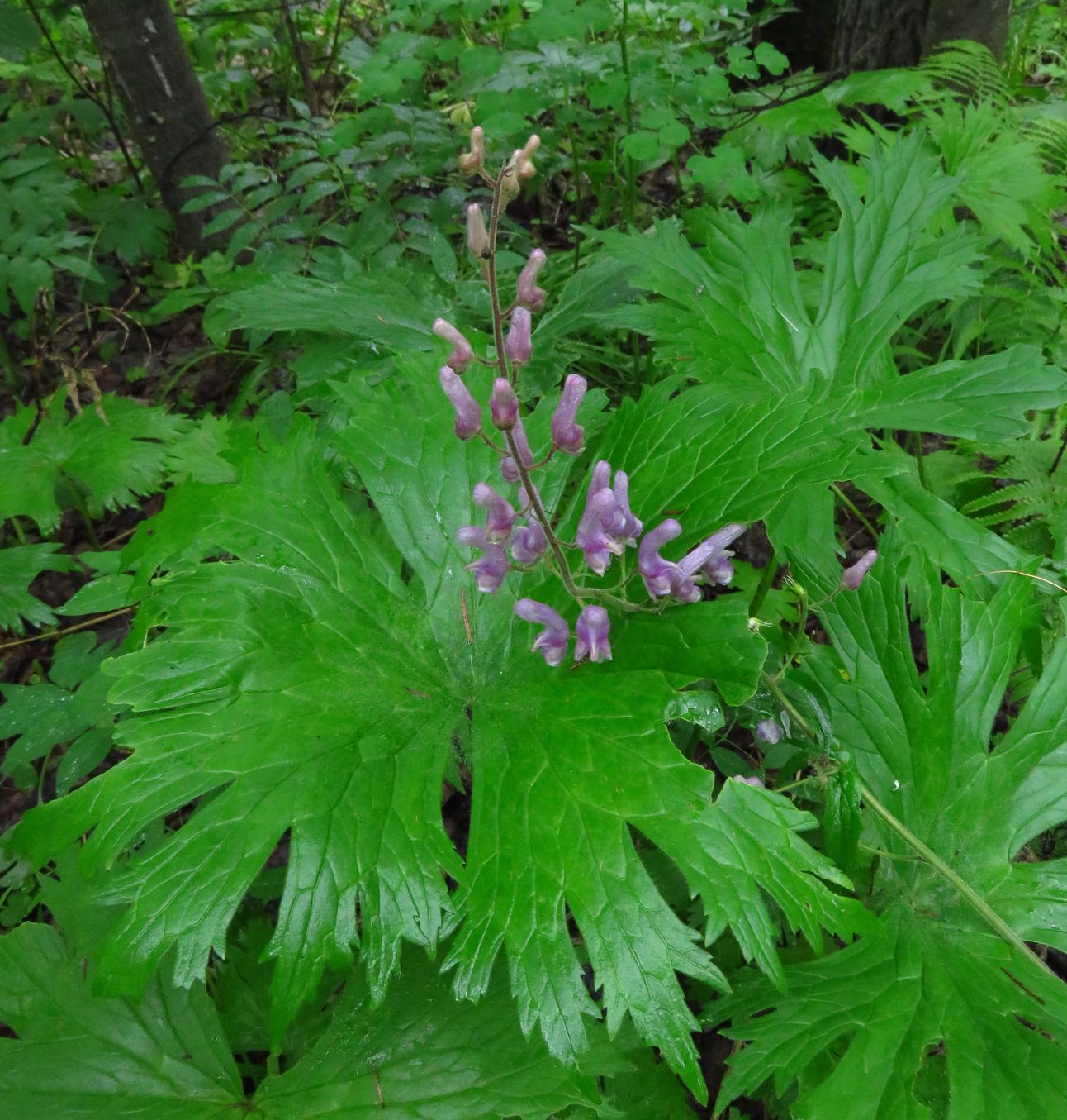 Image of Aconitum septentrionale specimen.