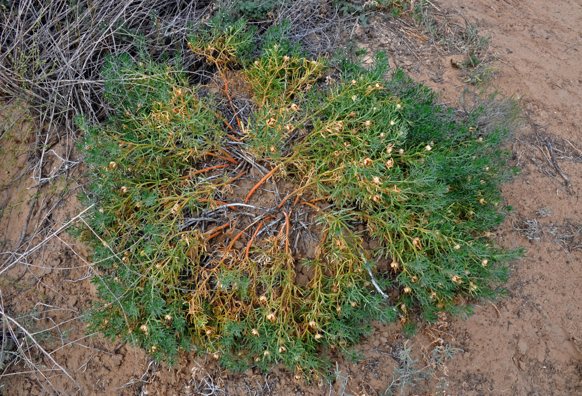 Image of Peganum harmala specimen.